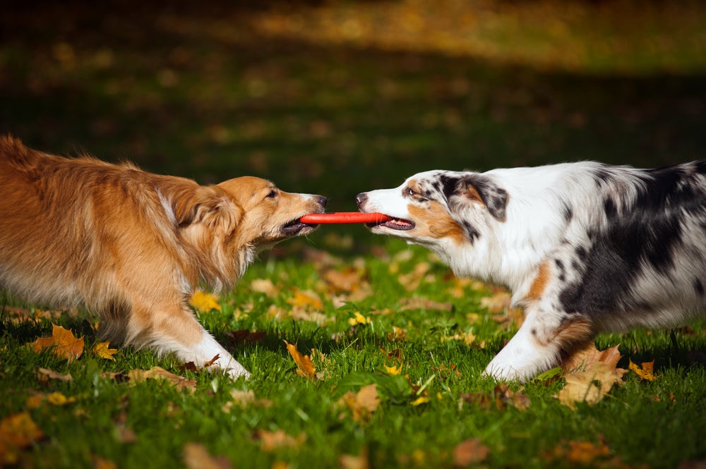 cachorro com intestino perfurado: dois cães brincando com brinquedo