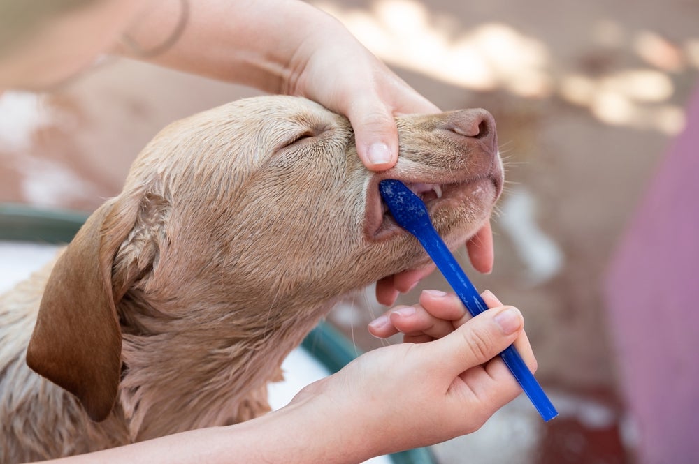 humano escovando dente de cachorro com uma escova para cachorro