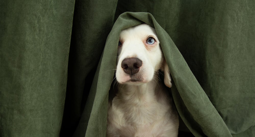 cachorro com medo de fogos escondido atrás da cortina
