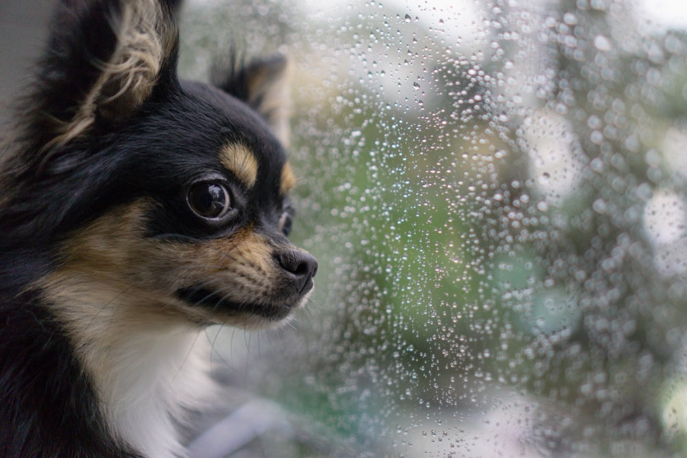 cachorro com medo de chuva olhando a janela