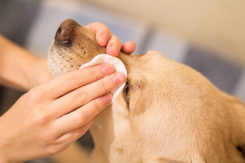 dona limpando olho de cachorro