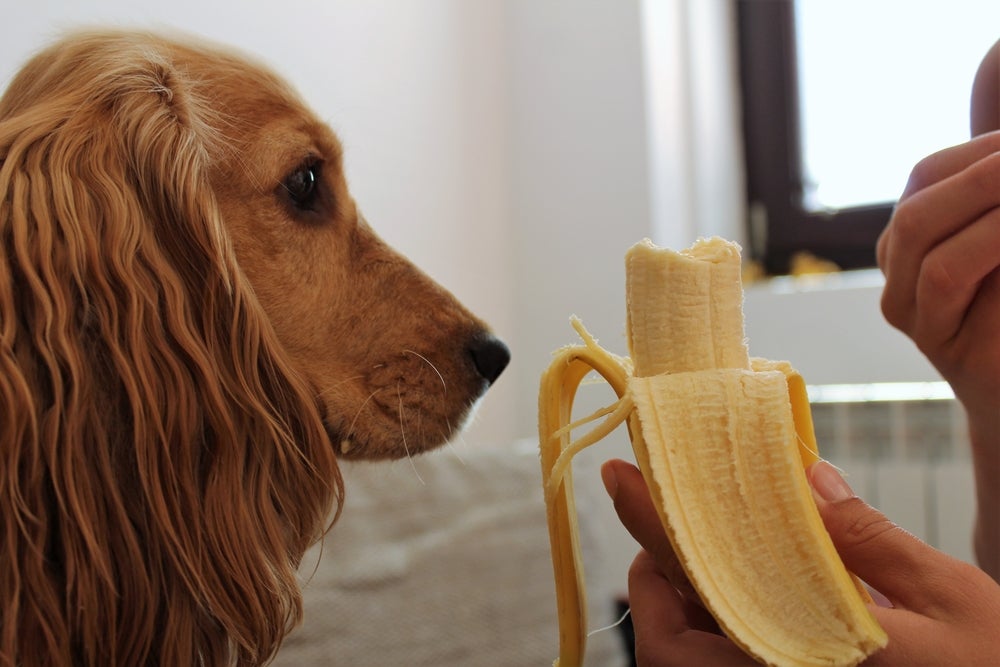 cachorro com prisão de ventre comendo banana