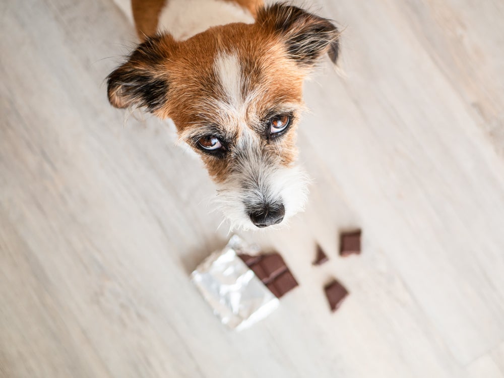 meu cachorro comeu chocolate: cão perto de barra de chocolate mordida