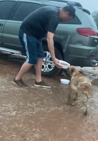 Cachorro de rua aparece na chuva se alimentando de ração que homem segura na mão