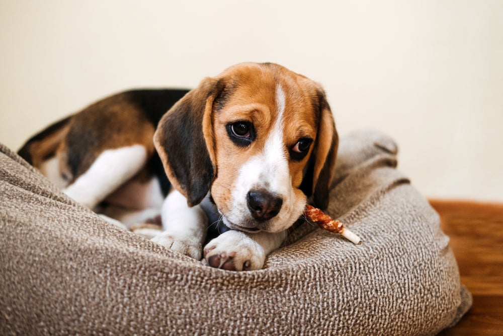 cachorro desnutrido comendo petisco