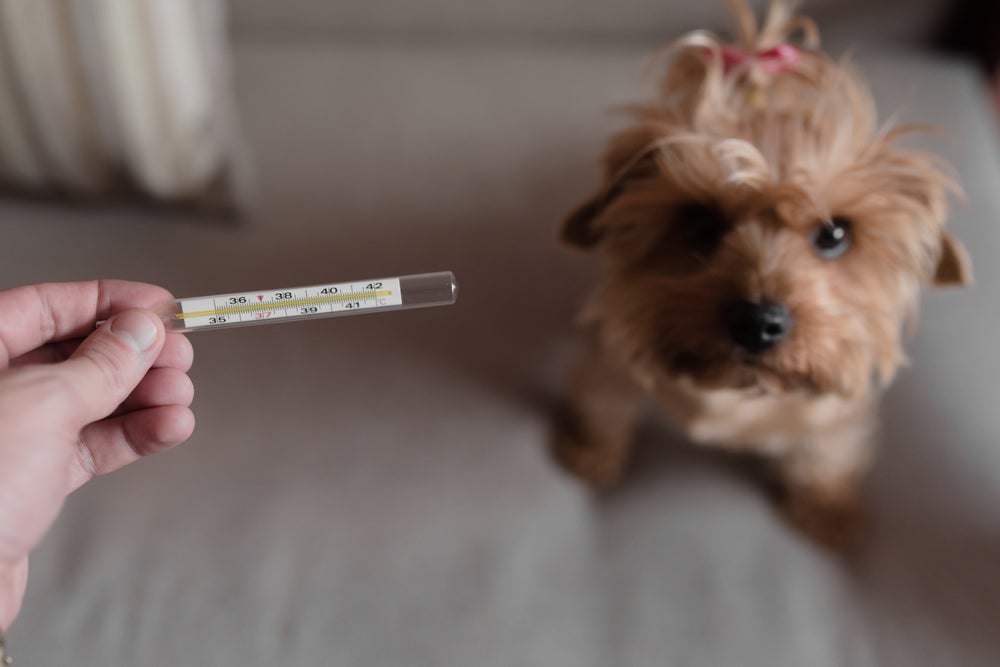 pessoa segurando termômetro ao lado de cachorro doente