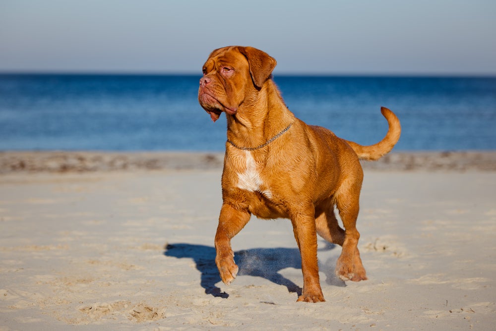 cachorro dogue de bordeaux na praia