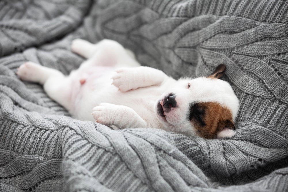 cachorro dormindo de barriga para cima