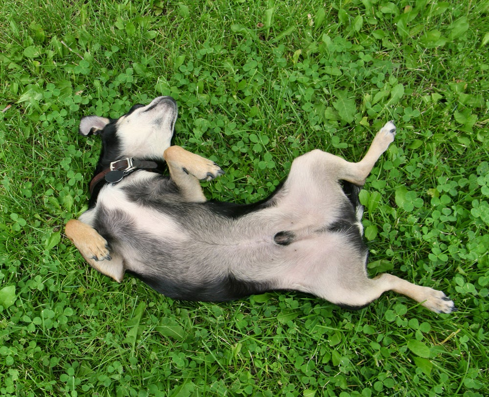 cachorro dormindo de barriga para cima com as patas abertas