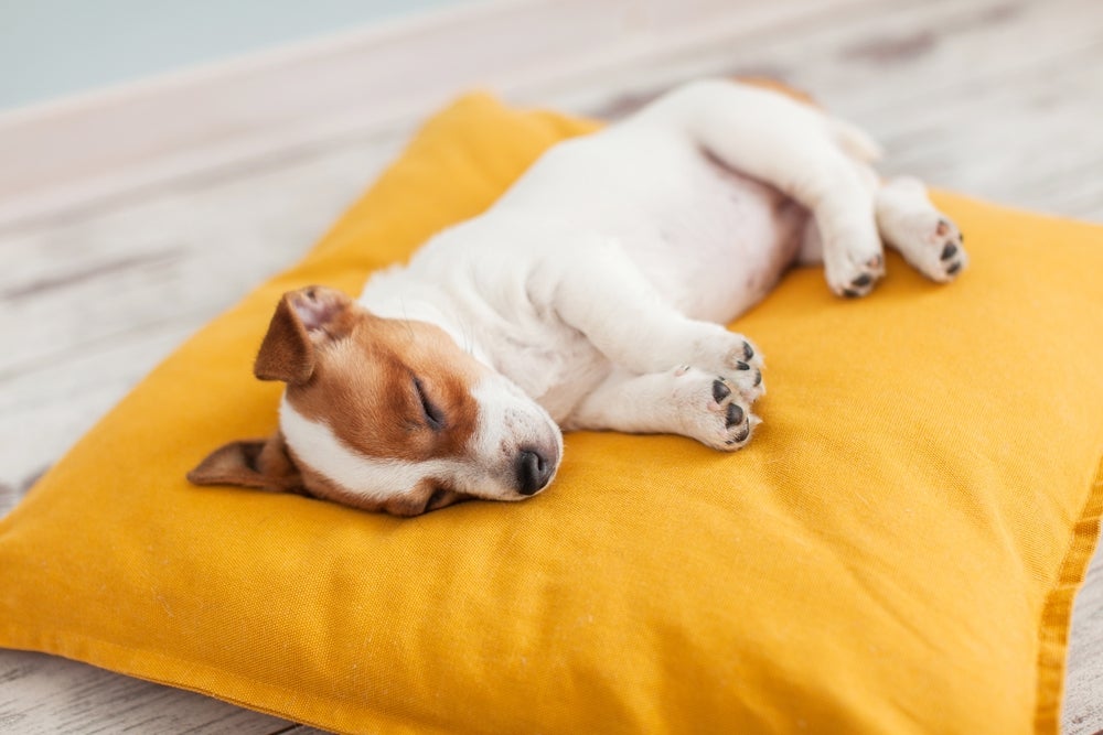 cachorro dormindo de lado