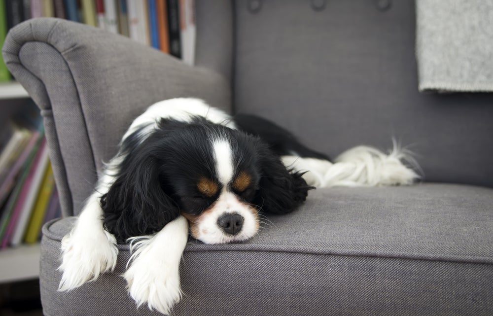cachorro dormindo no sofá