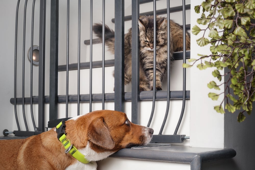 cachorro e gato separados por portão