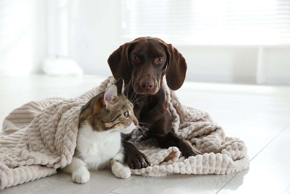 cachorro e gato enrolados no cobertor