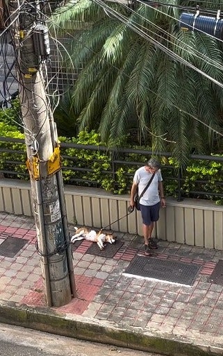 cachorro deitado na rua ao lado de tutor