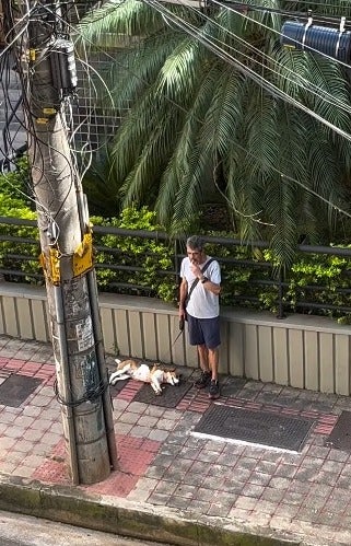 tutor esperando ao lado de cachorro dormindo na calçada