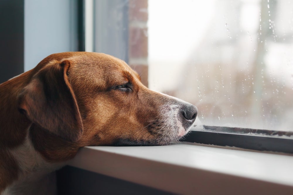 cachorro entediado olhando pela janela