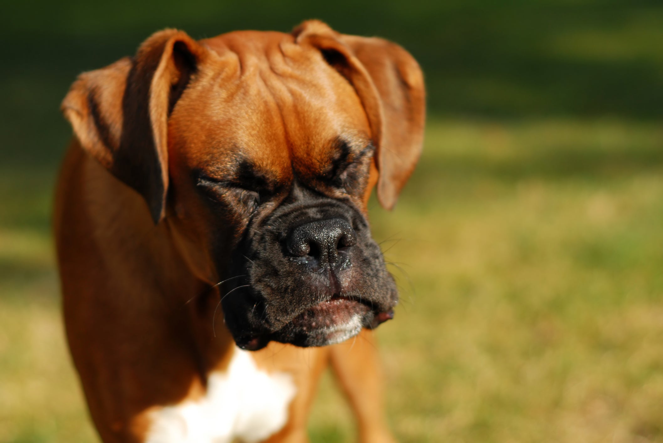 cachorro da raça box espirrando