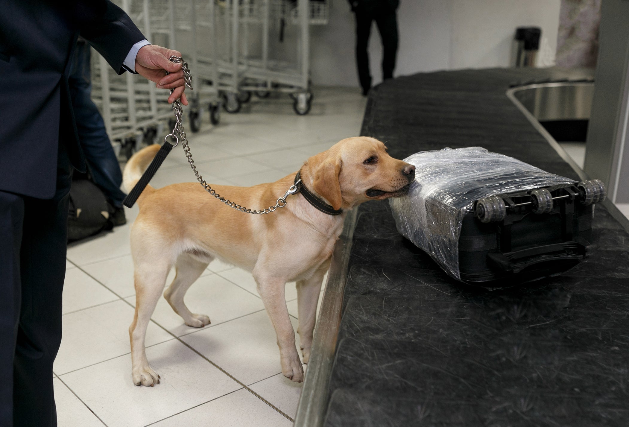 cachorro farejando