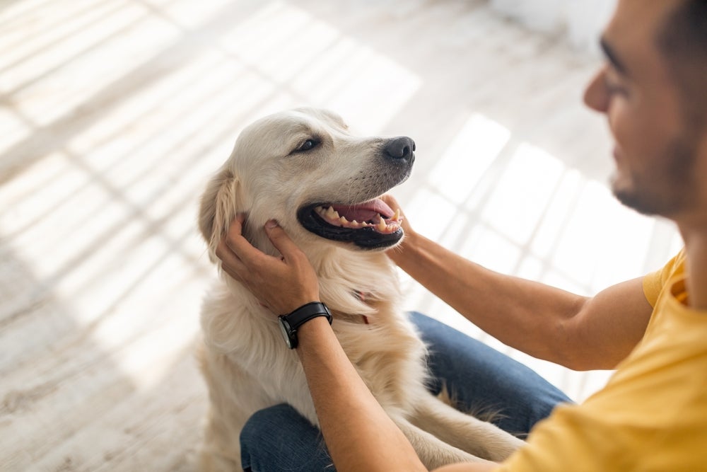 cachorro feliz sorrindo para o dono