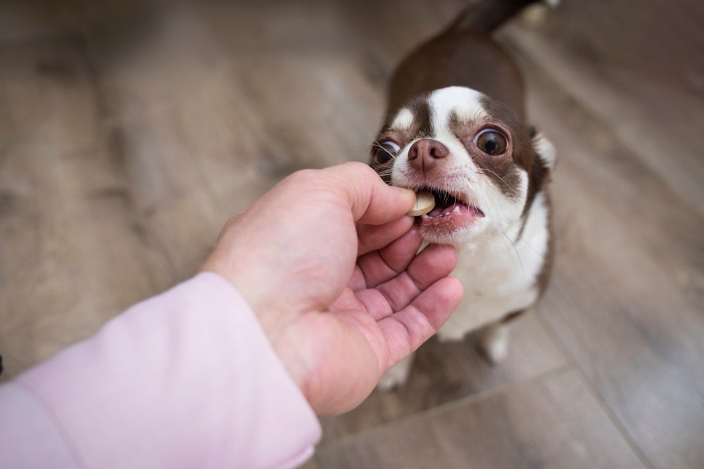 cachorro filhote tomando vermífugo para cachorro