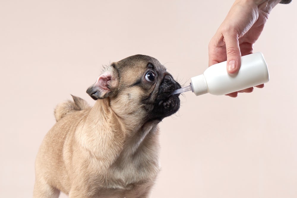 filhote de cachorro tomando leite na mamadeira