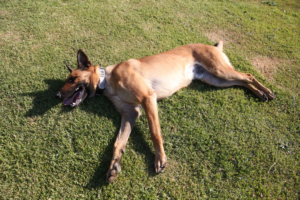 cachorro fingindo de morto