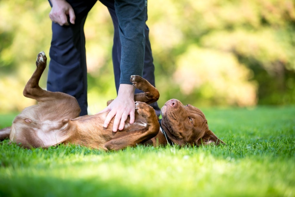 cachorro fingindo de morto: cão deitado na grama