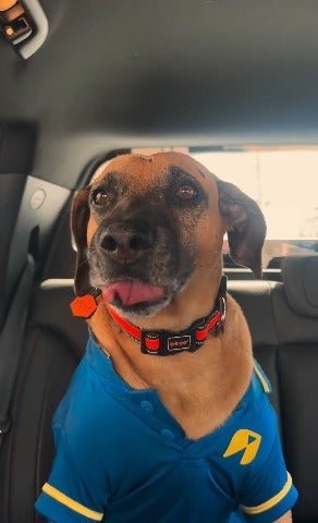 adoção de cachorro: cão caramelo usando blusa dos funcionários de posto de gasolina