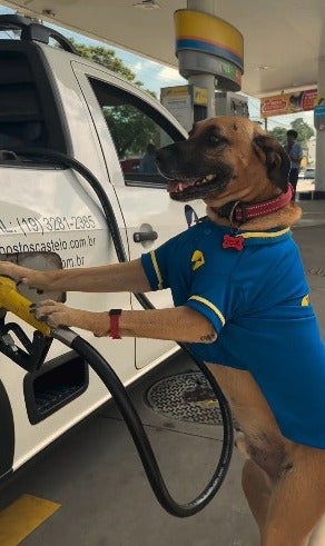 cachorro frentista colocando gasolina no carro