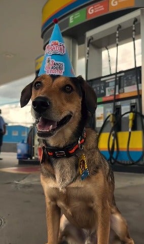 adoção de cachorro: cão vira-lata caramelo sentado usando chapéu de festa