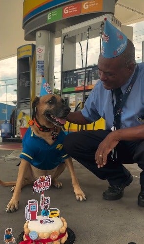 cachorro frentista recebendo carinho de homem com bolo de aniversário