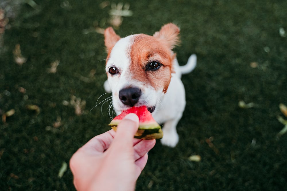 cachorro comendo frutas para cachorro