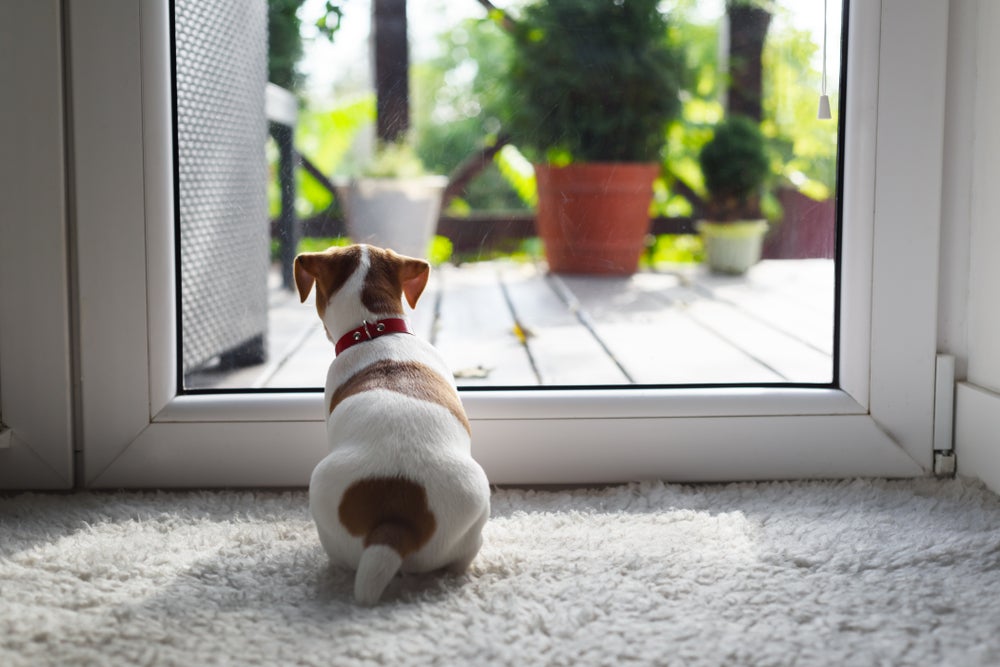 cachorro fugindo: cão olhando para a porta de vidro