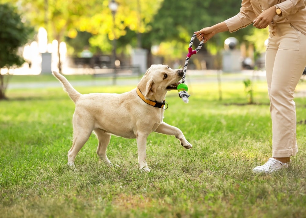 cachorro golden retriever brincando com brinquedo para cachorro