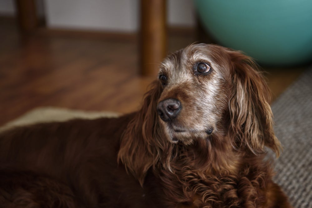 Cachorro deitado com os pelos do rosto branco