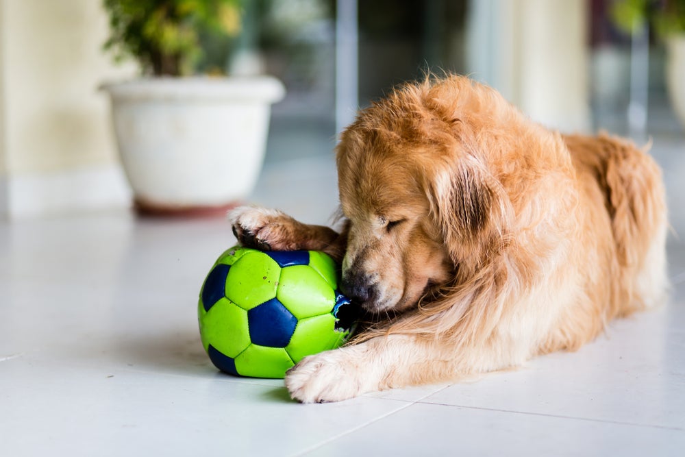 cachorro idoso brincando com bolo