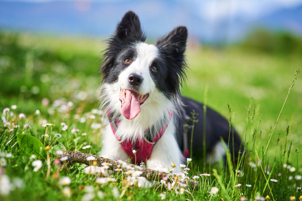 cachorro inteligente: border collie na grama