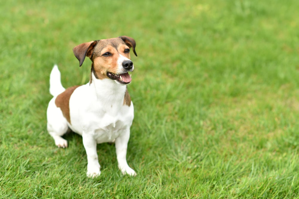 cachorro jack russell terrier sorrindo no jardim
