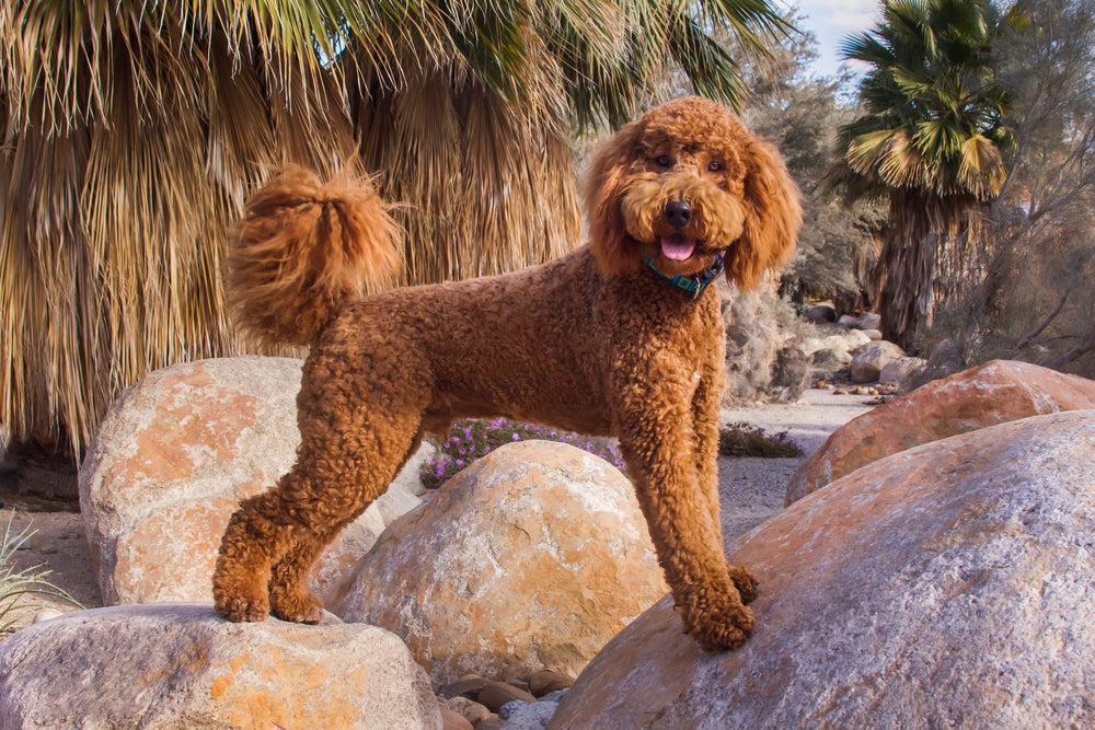 cachorro labradoodle em cima de pedras na praia