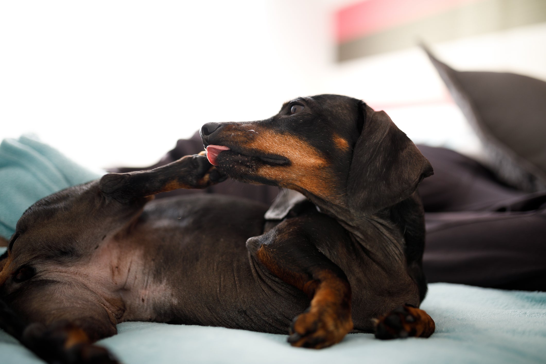 cachorro autismo