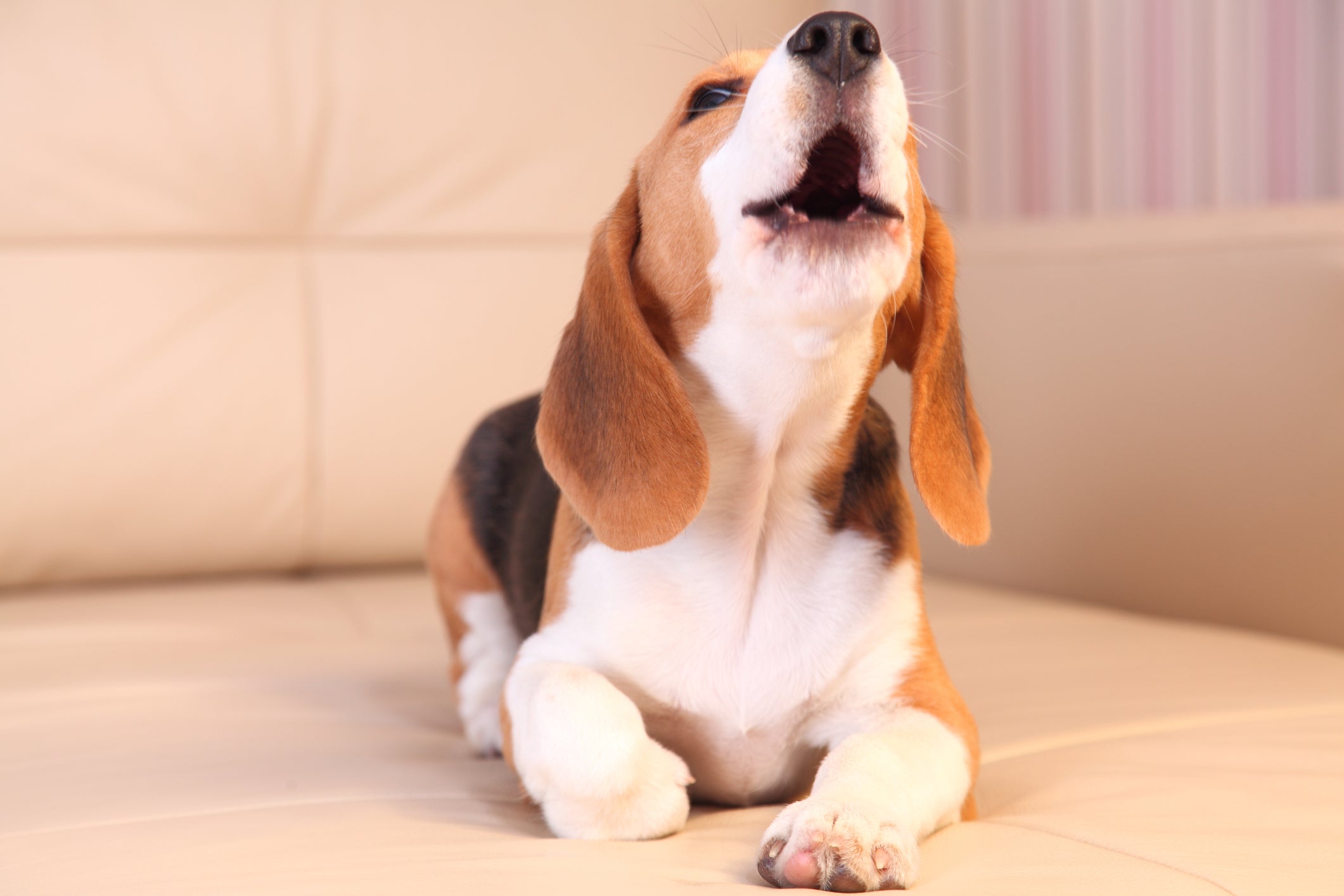 beagle deitado no sofá latindo