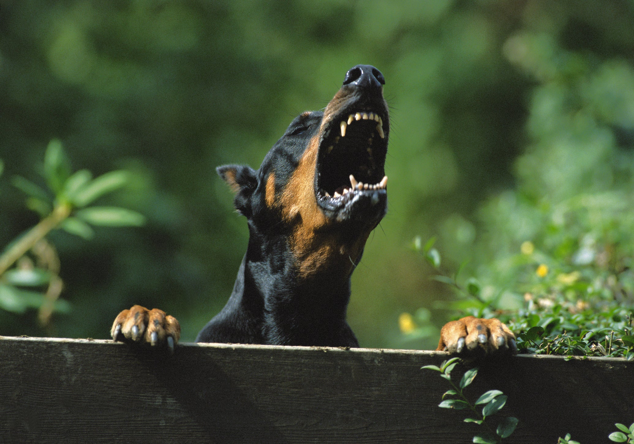 Doberman no muro latindo