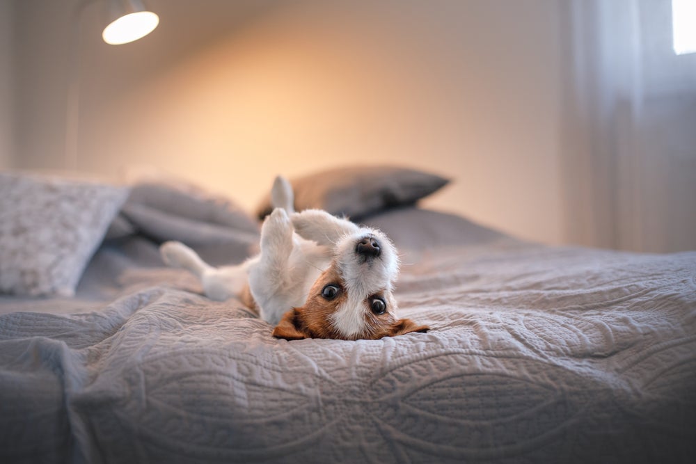 como ensinar cachorro a se comportar: cão deitado na cama