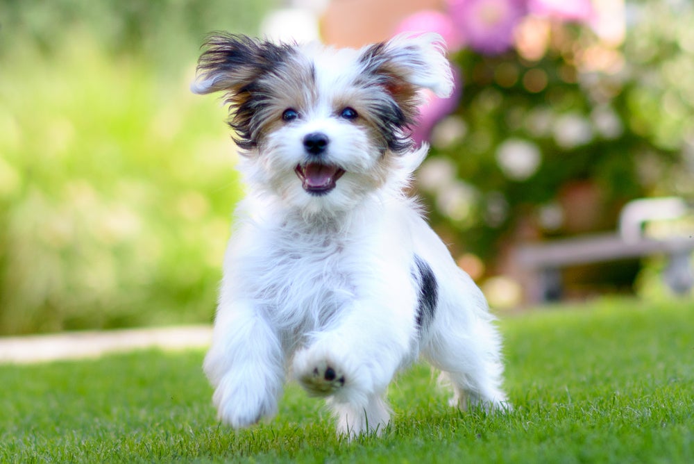 cachorro maltês correndo