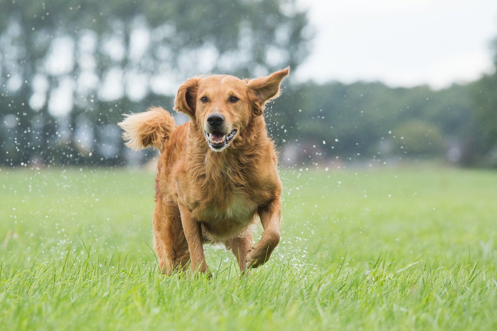 cachorro na chuva correndo