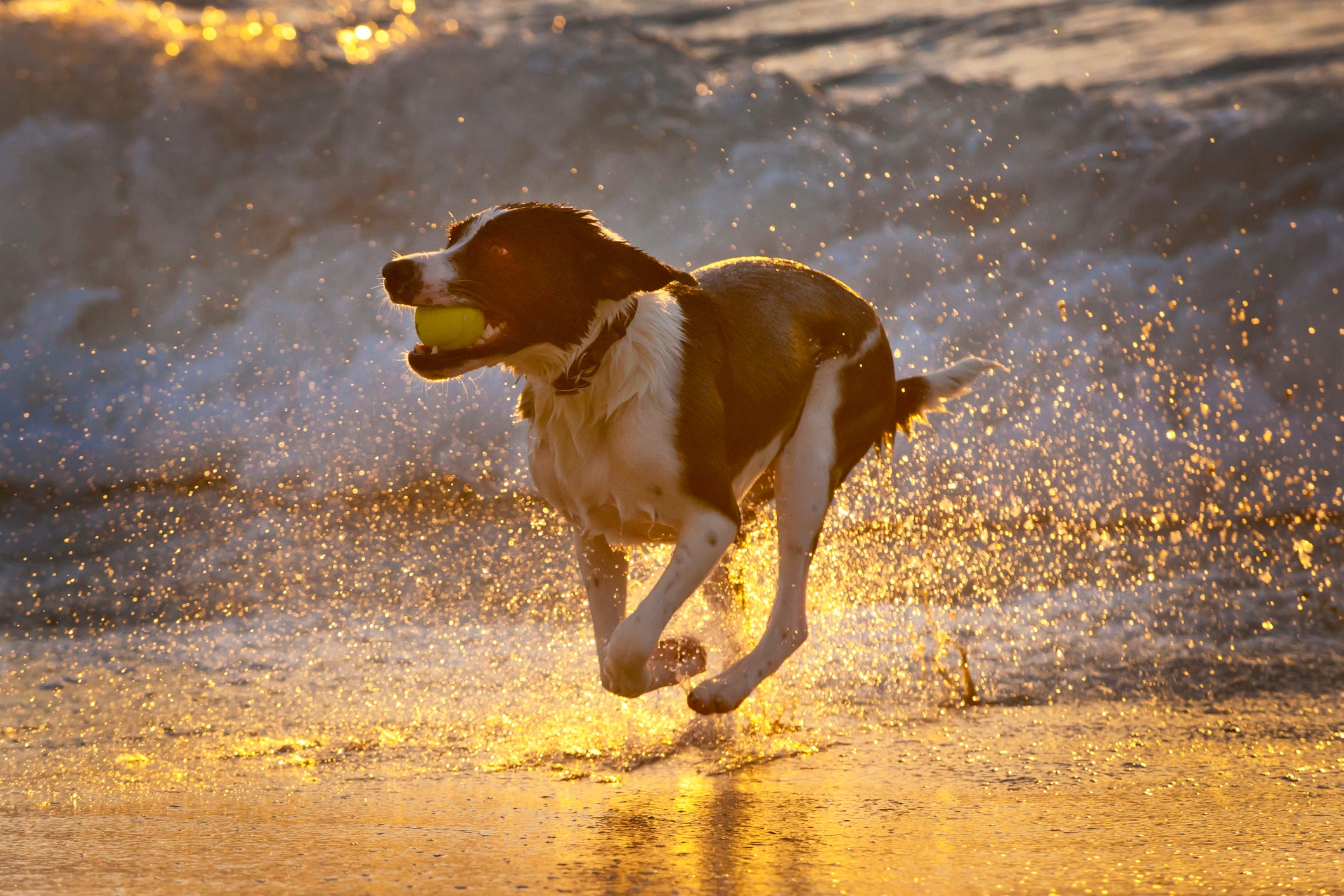 Cachorro na praia correndo om uma bolinha na boca