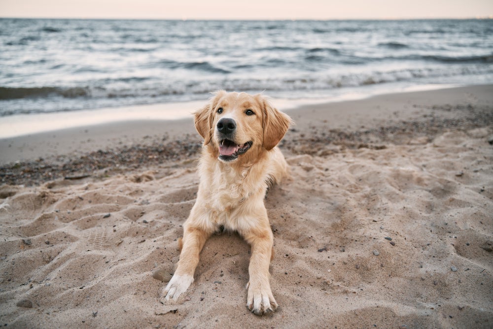 cachorro na praia 