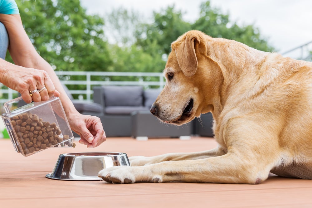 cachorro não quer comer: dono trocando ração do cão