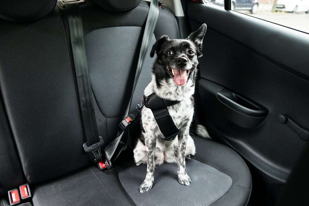 cachorro no carro sentado com cinto de segurança