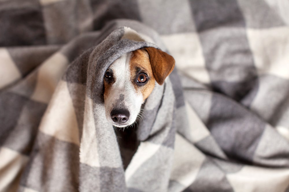 cachorro sentindo frio debaixo do cobertor